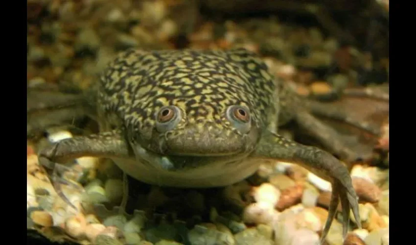 Esta es una muestra de una rana africana. Foto: Cortesía 