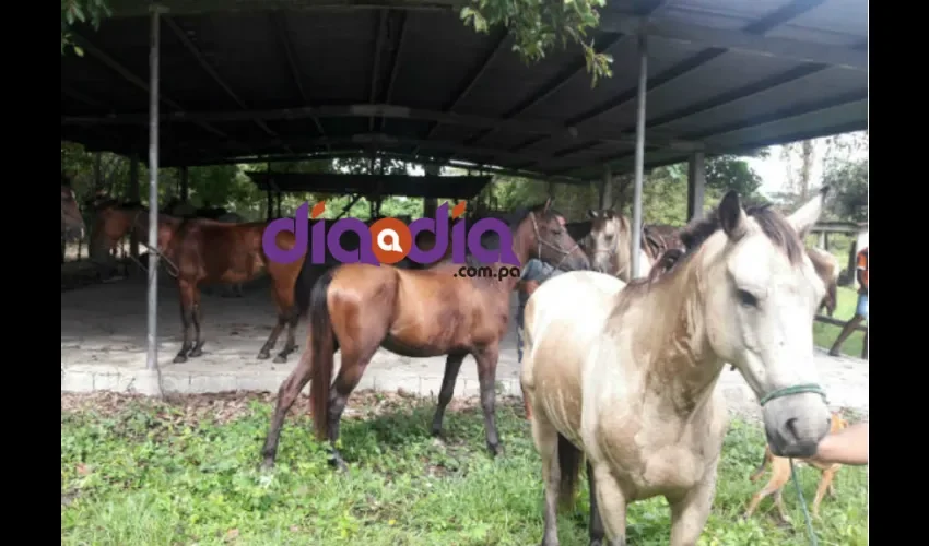 El Ministerio de Salud, el MIDA y Mi Ambiente continuarán la vigilancia sanitaria en todo el territorio nacional y reforzando sus acciones para contener este brote. Foto: DD