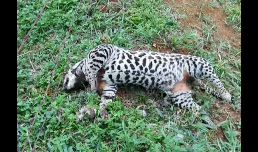 Foto ilustrativa del animal muerto. 