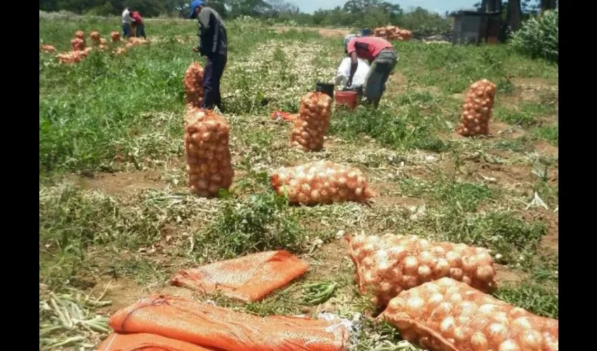 Foto ilustrativa de algunos productores de cebolla. 