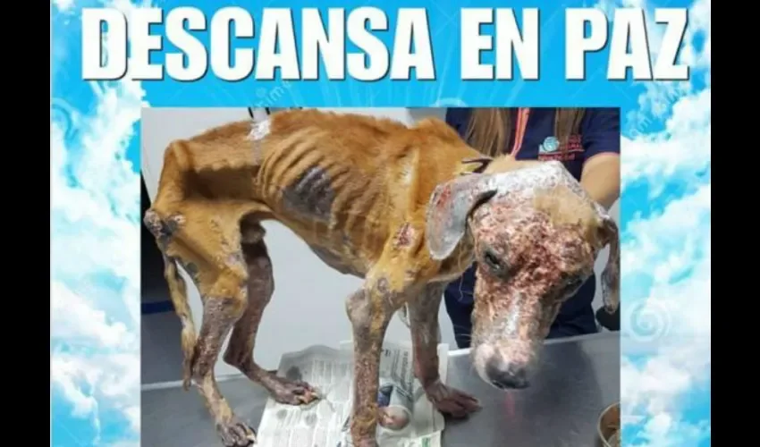 El perro, al que habían apodado Athens, se mantenía muy flaco, quemaduras y una fuerte infección en su piel, al momento de su rescate.