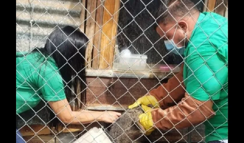 Foto ilustrativa de unas empolleradas. 