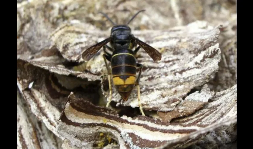 Avispón. 