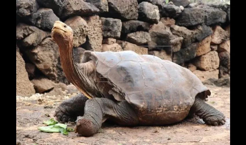 Foto ilustrativa de la tortuga. 