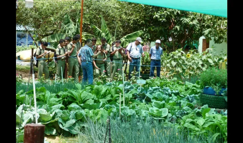 Foto ilustrativa de la cosecha de arroz. 