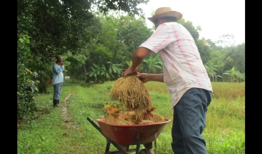 Foto ilustrativa de la cosecha de arroz. 