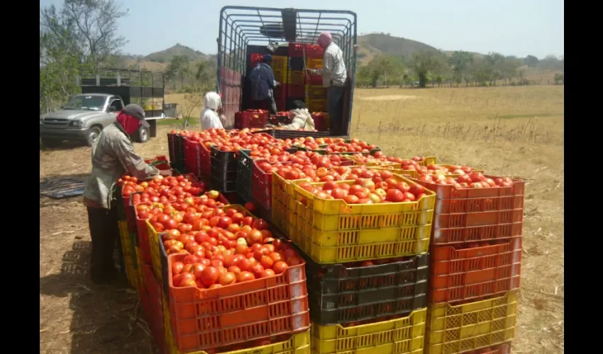 Tomates. 