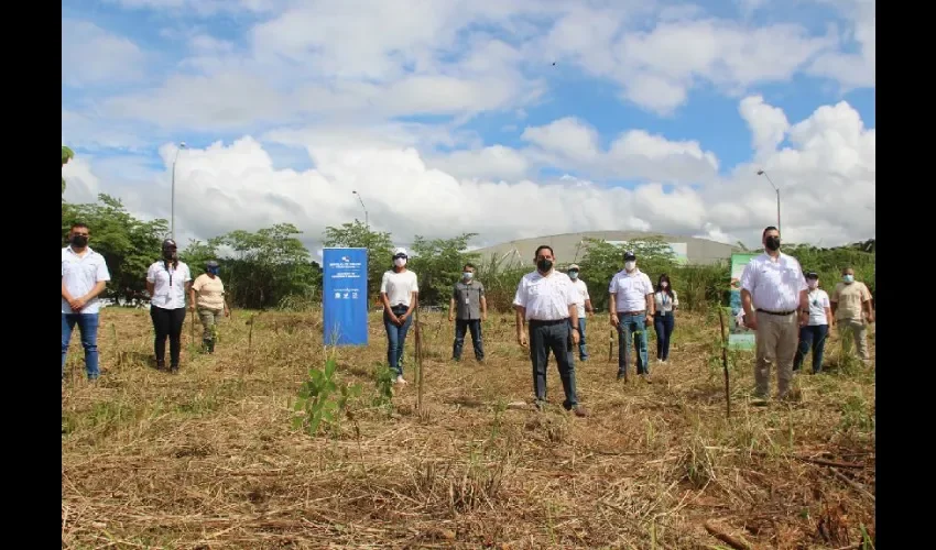 Foto ilustrativa de la reforestación. 