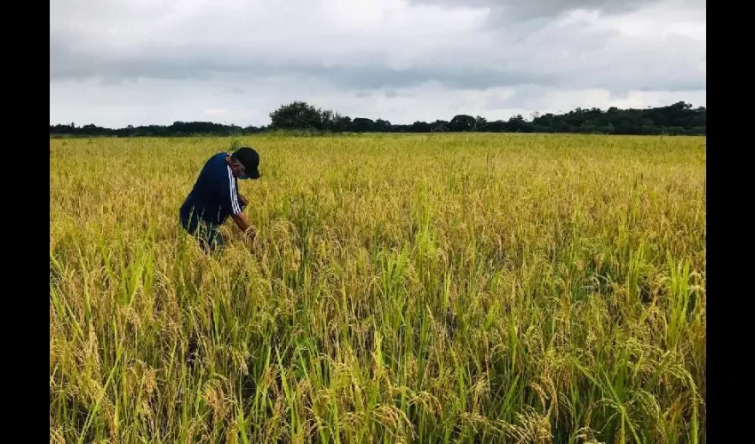 Foto ilustrativa de la producción de arroz. 