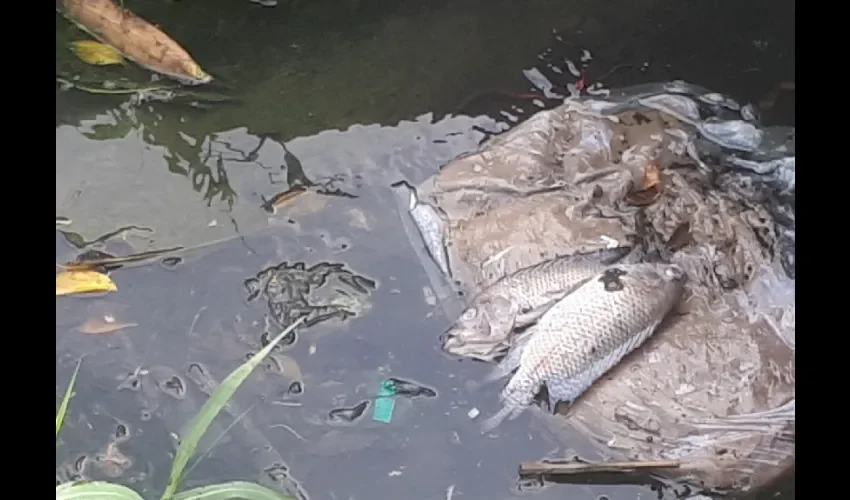 Foto ilustrativa de los peces. 