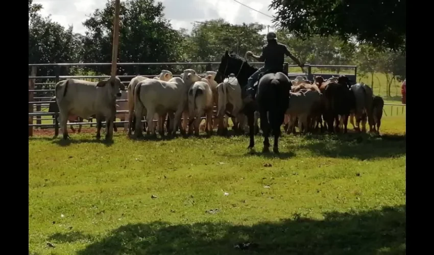 Durante los meses de la cuarentena el cuatrerismo se incrementó, advirtieron los  ganaderos. Foto: Eric Montenegro. 