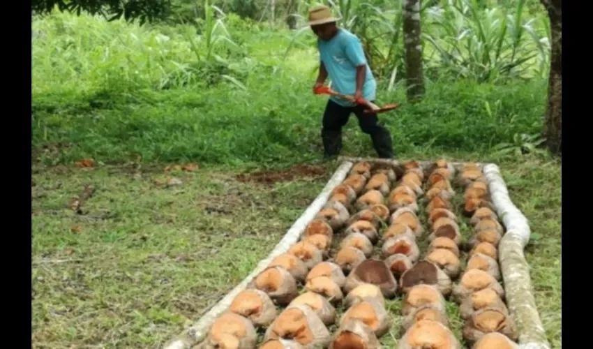 Ya se realizó la siembra de las 10 primeras hectáreas, unas 156 palmeras.