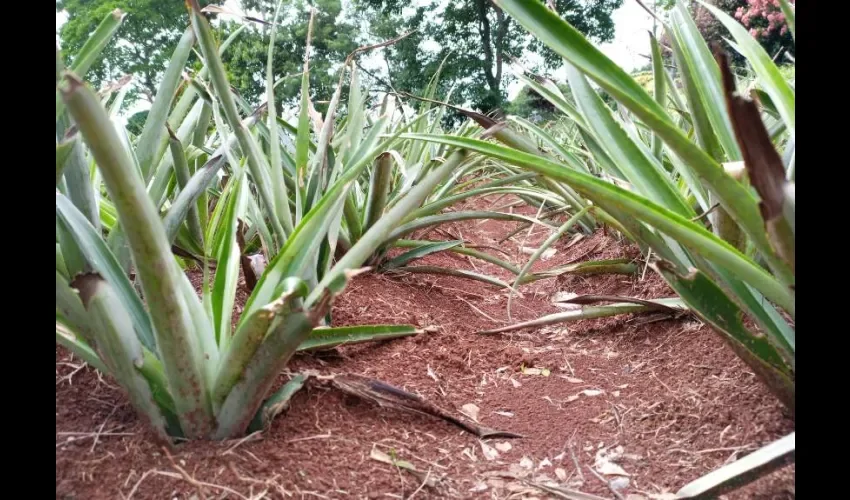 Foto ilustrativa de las plantaciones. 