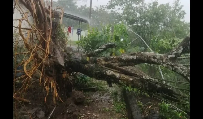 Árbol caído en Ciudad Bolívar. Foto: Sinaproc.