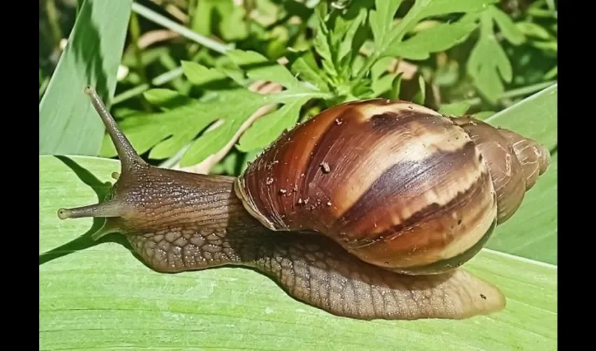 El Caracol Gigante Africano es considerado una plaga muy voraz, que transmite enfermedades perjudiciales por medio del material viscoso.