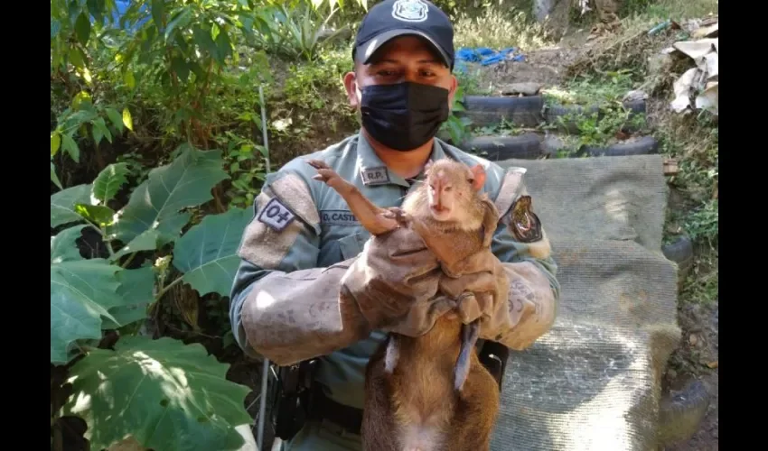 Muchos de ellos son rescatados producto del tráfico ilegal o en áreas urbanizadas próximas a bosques o selvas, como fue el reciente rescate de un ocelote en el sector de Clayton. 