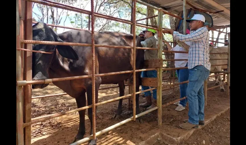 La inducción se efectuó en Estación Experimental del IDIAP en Gualaca y en fincas de productores, donde los participantes tuvieron la oportunidad de realizar las prácticas para una mayor destreza.