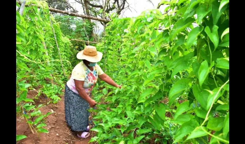 La propuesta del evento fue diseñada por los Ministerios de Agricultura, los Ministerios de la Mujer y la Agenda para el empoderamiento económico de la Mujer rural de la región del Sistema de la Integración Centroamericana (SICA) en cumplimiento con la Agenda 2030 y los Objetivos de Desarrollo Sostenible (ODS 2 y 5).