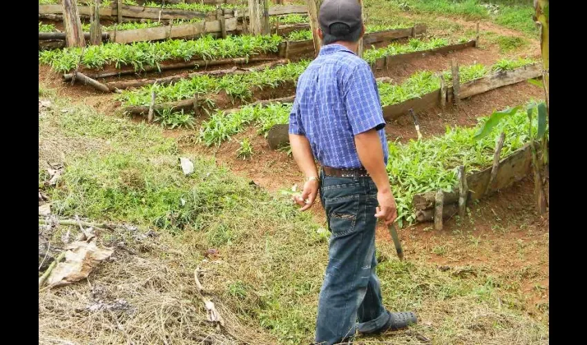 Vista de un productor en la zona de trabajo. 