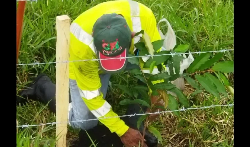 Personal se mantiene al cuidado de las plantas. 