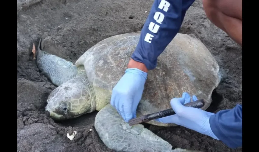 Especialistas mantienen custodia de los huevos. 