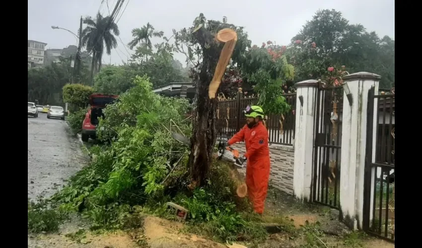 Sinaproc realiza tareas de remoción de un árbol. 