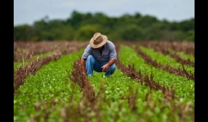 Vista de la producción. 