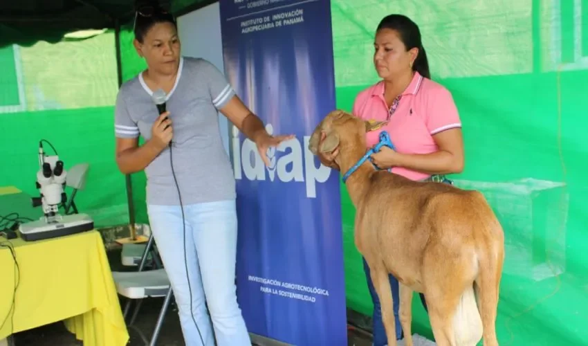 Los especialistas se mantienen a la vanguardia de los animales. 