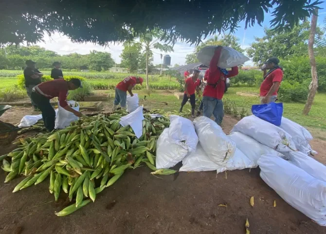  Privados de libertad cosechan buco maíz; pondrán a la venta y les queda para el consumo 