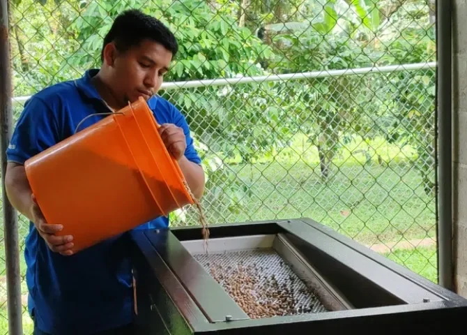  Cortes eléctricos frenan a caficultores de Capira 