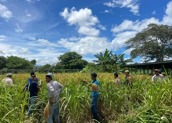  Estudiantes del Bachiller Agropecuario del IPT de Agua Fría #2 cosechan arroz 