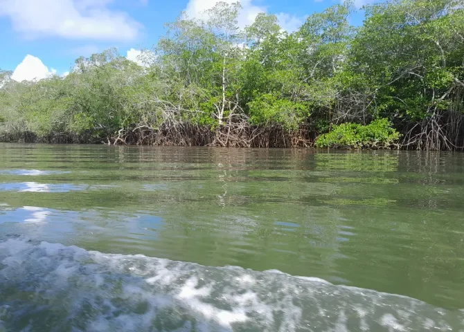  Puerto Barú tiene el compromiso de sembrar 100 hectáreas de nuevos bosques; admiten que tienen prohibdo la tala y afectación de árboles de manglar 