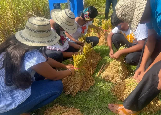  Escuela de Tara organizó una corta de arroz; lograron 250 manotas para el consumo de los estudiantes 