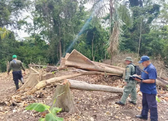  Sorprenden a dos personas en áreas donde se talaron ilegalmente 36 árboles en Achiote Sur 