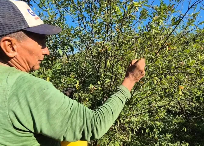  Admiten que la producción de guandú está en riesgo por el exceso de lluvias 