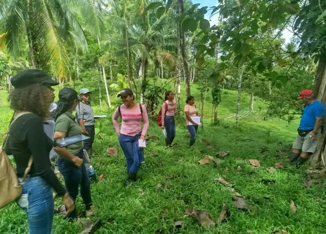  Refuerzan conocimientos agroforestales en Guásimo de Donoso 