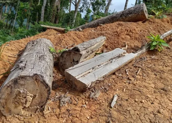  Ciudadano indostano señalado por tala ilegal de hasta 100 hectáreas en parque forestal de Coclé 