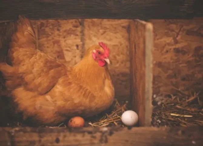  Cansados del precio de los huevos, estadounidenses recurren al alquiler de gallinas 